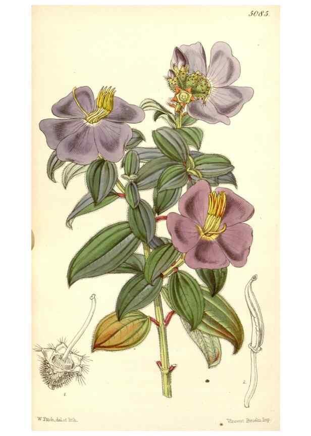 Reproducción/Reproduction 35233027626: Curtis's botanical magazine.. London ; New York [etc.] :Academic Press [etc.]