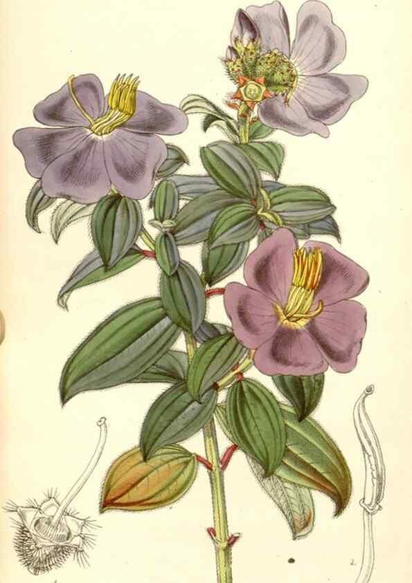 Reproducción/Reproduction 35233027626: Curtis's botanical magazine.. London ; New York [etc.] :Academic Press [etc.]