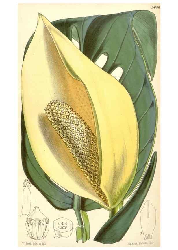 Reproducción/Reproduction 35233030276: Curtis's botanical magazine.. London ; New York [etc.] :Academic Press [etc.]