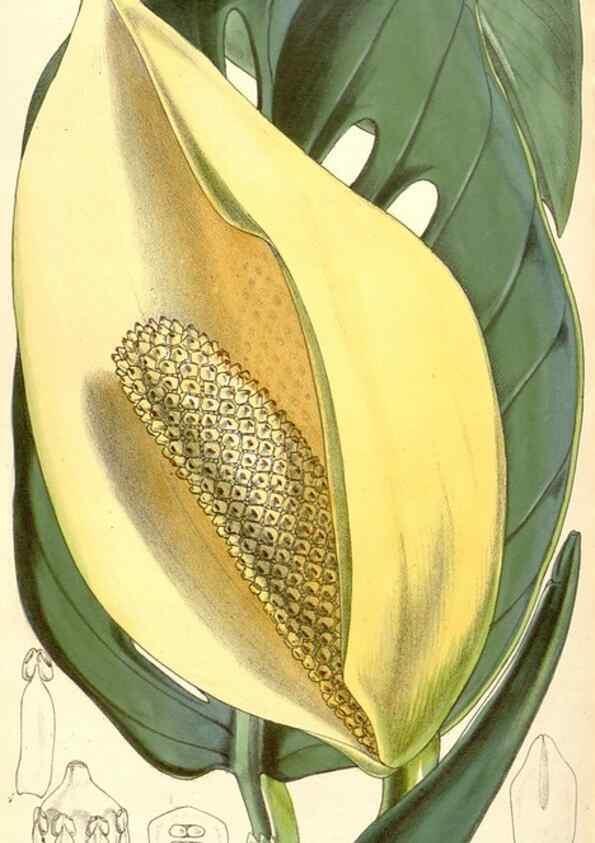 Reproducción/Reproduction 35233030276: Curtis's botanical magazine.. London ; New York [etc.] :Academic Press [etc.]