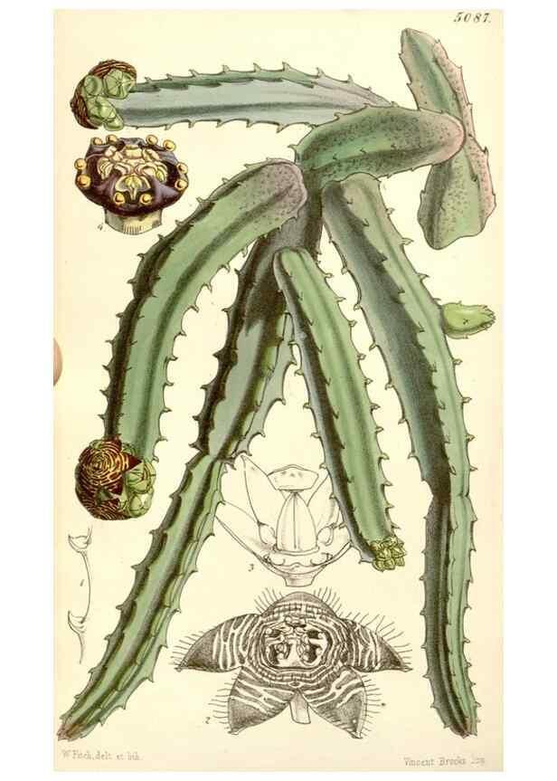 Reproducción/Reproduction 35233032516: Curtis's botanical magazine.. London ; New York [etc.] :Academic Press [etc.]