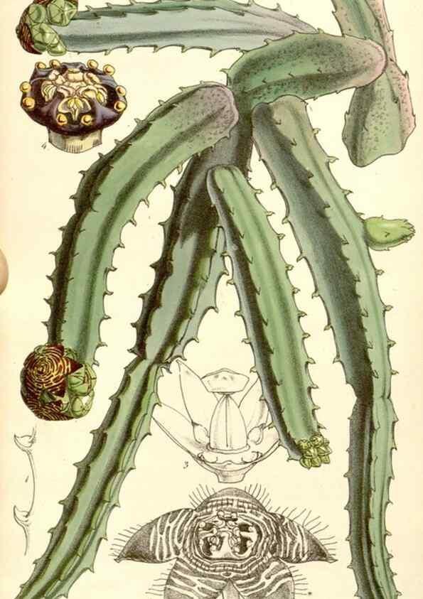 Reproducción/Reproduction 35233032516: Curtis's botanical magazine.. London ; New York [etc.] :Academic Press [etc.]