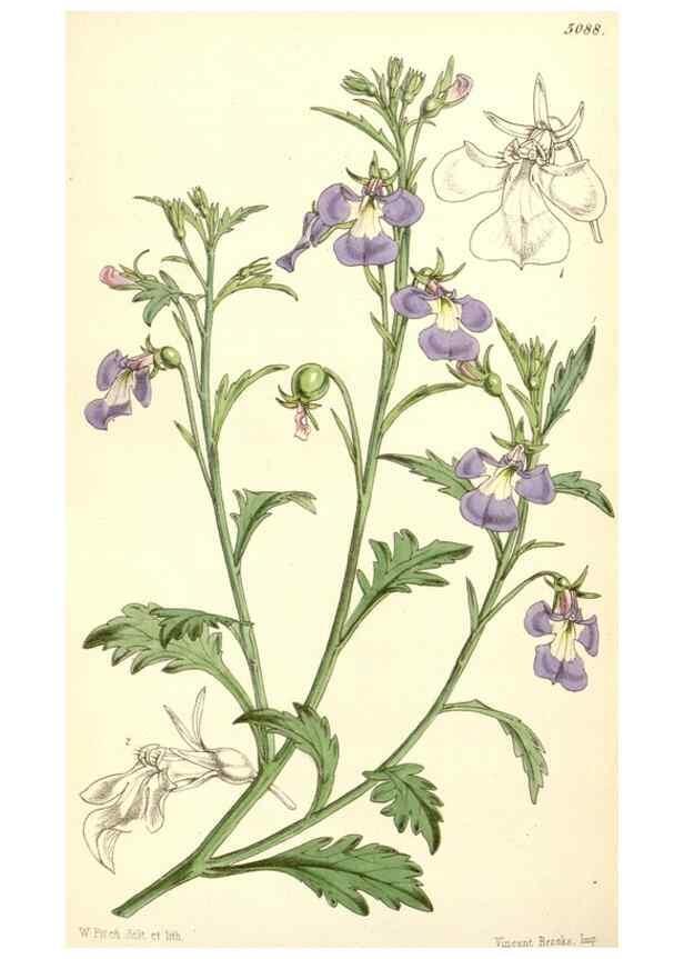 Reproducción/Reproduction 35233035666: Curtis's botanical magazine.. London ; New York [etc.] :Academic Press [etc.]