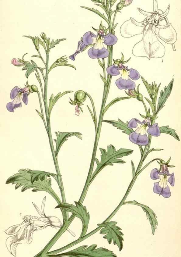 Reproducción/Reproduction 35233035666: Curtis's botanical magazine.. London ; New York [etc.] :Academic Press [etc.]