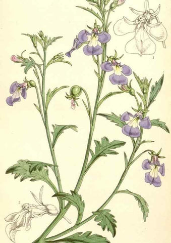 Reproducción/Reproduction 35233035666: Curtis's botanical magazine.. London ; New York [etc.] :Academic Press [etc.]