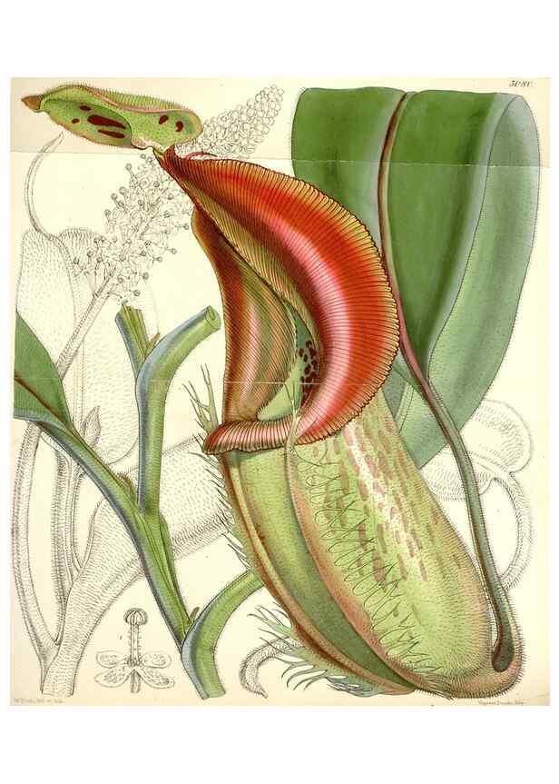 Reproducción/Reproduction 34885998100: Curtis's botanical magazine.. London ; New York [etc.] :Academic Press [etc.]