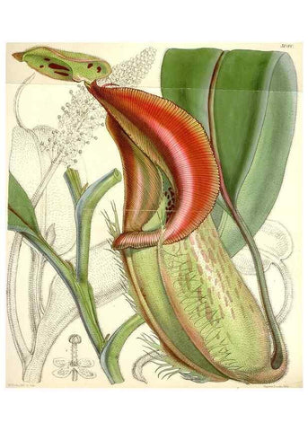 Reproducción/Reproduction 34885998100: Curtis's botanical magazine.. London ; New York [etc.] :Academic Press [etc.]