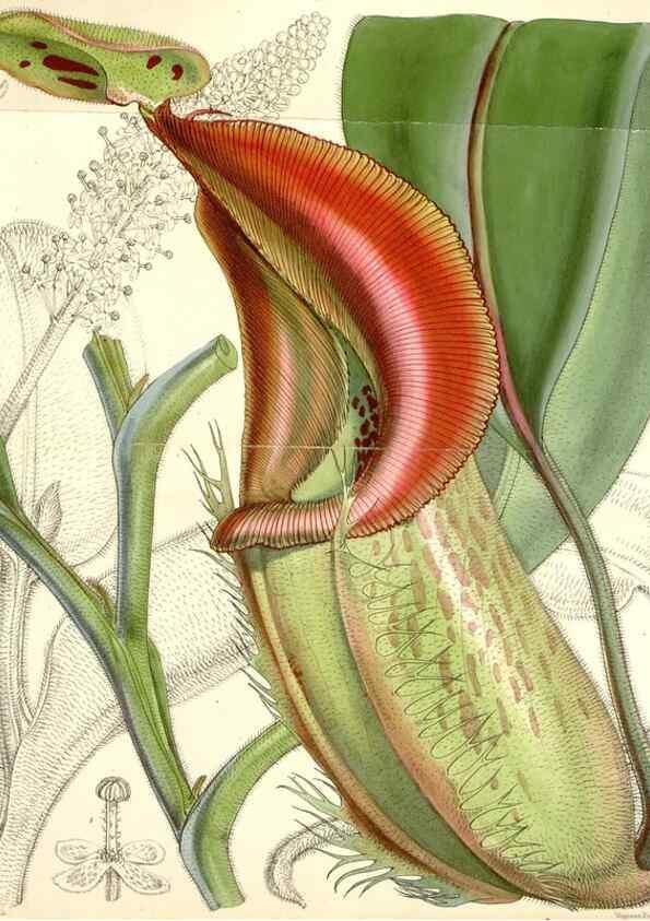 Reproducción/Reproduction 34885998100: Curtis's botanical magazine.. London ; New York [etc.] :Academic Press [etc.]