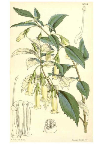 Reproducción/Reproduction 34886018590: Curtis's botanical magazine.. London ; New York [etc.] :Academic Press [etc.]