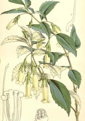 Reproducción/Reproduction 34886018590: Curtis's botanical magazine.. London ; New York [etc.] :Academic Press [etc.]