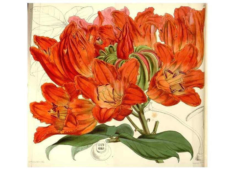 Reproducción/Reproduction 35107025782: Curtis's botanical magazine.. London ; New York [etc.] :Academic Press [etc.]