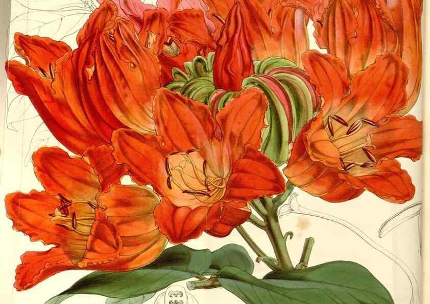 Reproducción/Reproduction 35107025782: Curtis's botanical magazine.. London ; New York [etc.] :Academic Press [etc.]