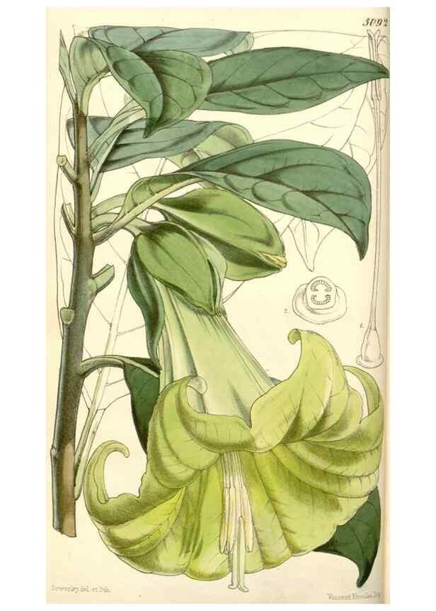Reproducción/Reproduction 35107028362: Curtis's botanical magazine.. London ; New York [etc.] :Academic Press [etc.]