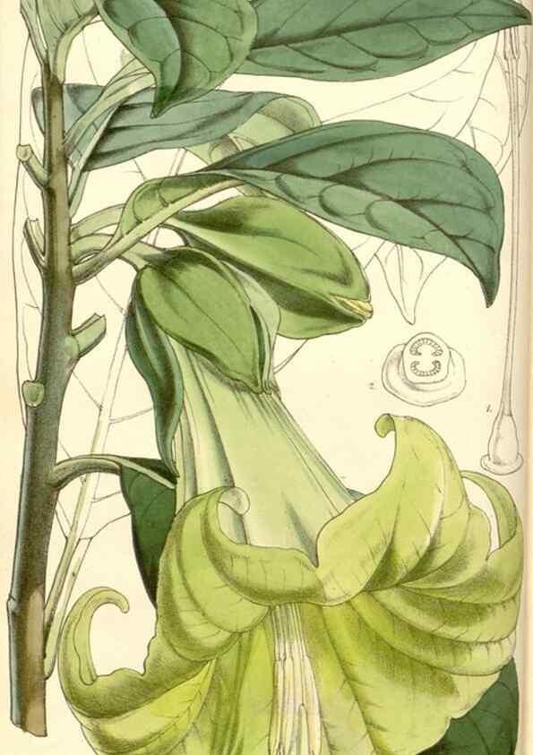 Reproducción/Reproduction 35107028362: Curtis's botanical magazine.. London ; New York [etc.] :Academic Press [etc.]
