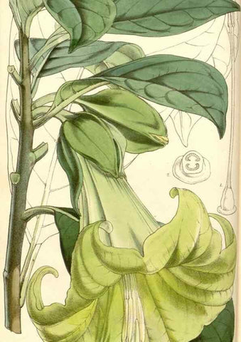 Reproducción/Reproduction 35107028362: Curtis's botanical magazine.. London ; New York [etc.] :Academic Press [etc.]