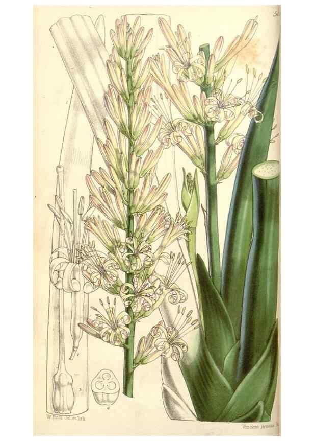 Reproducción/Reproduction 35107032112: Curtis's botanical magazine.. London ; New York [etc.] :Academic Press [etc.]