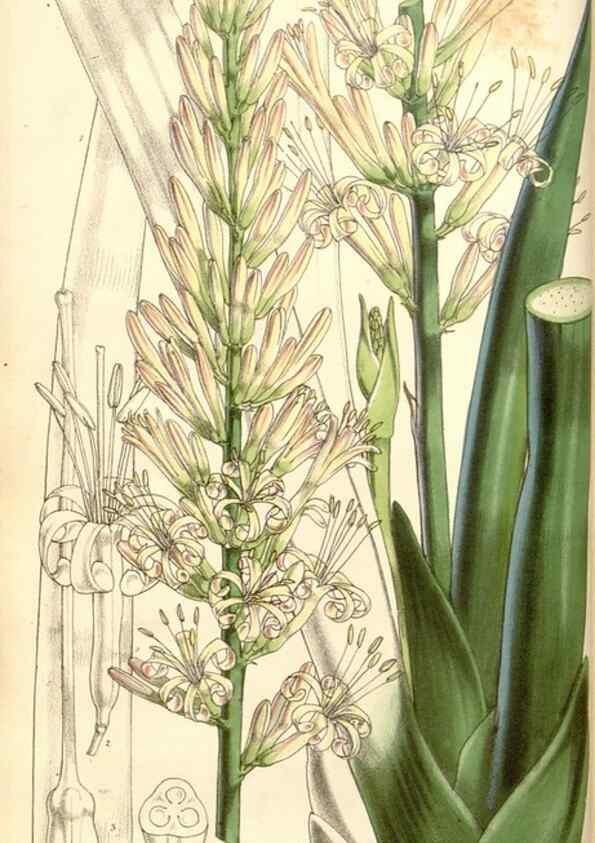 Reproducción/Reproduction 35107032112: Curtis's botanical magazine.. London ; New York [etc.] :Academic Press [etc.]