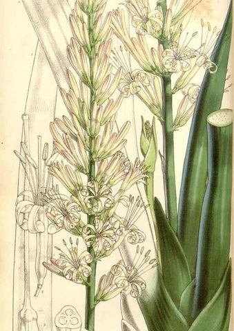 Reproducción/Reproduction 35107032112: Curtis's botanical magazine.. London ; New York [etc.] :Academic Press [etc.]