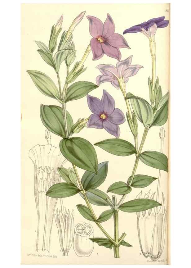 Reproducción/Reproduction 35107035512: Curtis's botanical magazine.. London ; New York [etc.] :Academic Press [etc.]
