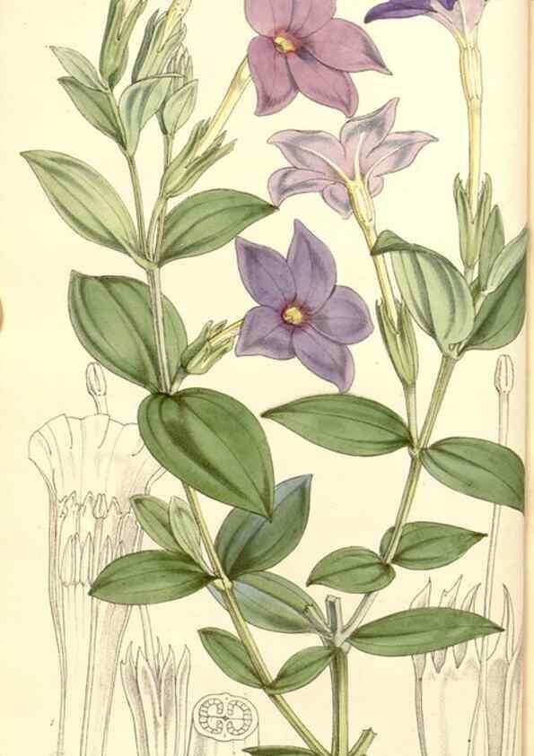 Reproducción/Reproduction 35107035512: Curtis's botanical magazine.. London ; New York [etc.] :Academic Press [etc.]