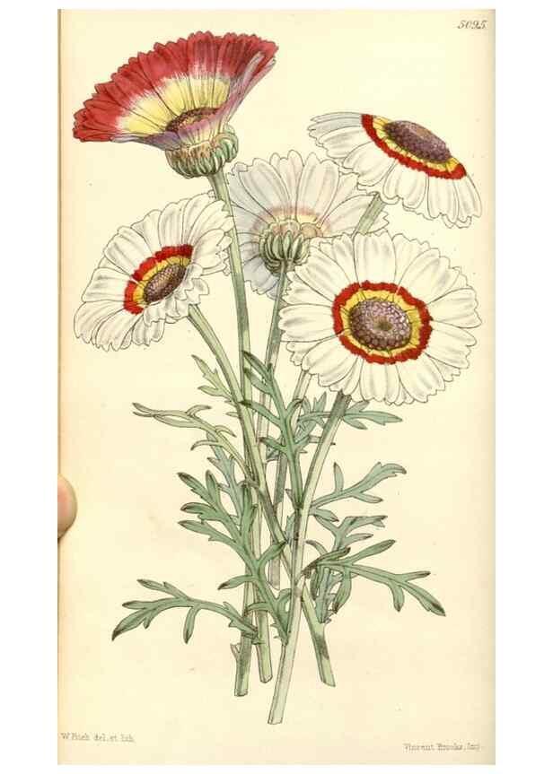 Reproducción/Reproduction 35107039022: Curtis's botanical magazine.. London ; New York [etc.] :Academic Press [etc.]