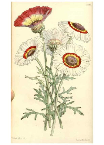 Reproducción/Reproduction 35107039022: Curtis's botanical magazine.. London ; New York [etc.] :Academic Press [etc.]