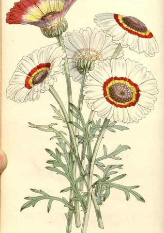 Reproducción/Reproduction 35107039022: Curtis's botanical magazine.. London ; New York [etc.] :Academic Press [etc.]