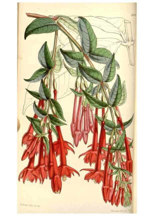 Reproducción/Reproduction 35107042732: Curtis's botanical magazine.. London ; New York [etc.] :Academic Press [etc.]