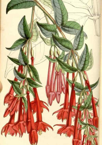 Reproducción/Reproduction 35107042732: Curtis's botanical magazine.. London ; New York [etc.] :Academic Press [etc.]