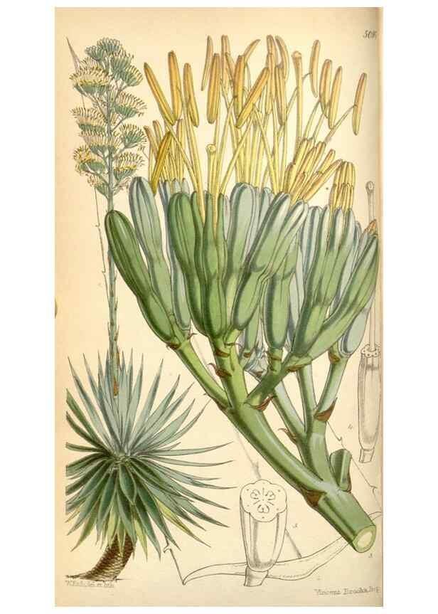 Reproducción/Reproduction 35107045992: Curtis's botanical magazine.. London ; New York [etc.] :Academic Press [etc.]