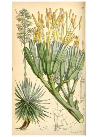 Reproducción/Reproduction 35107045992: Curtis's botanical magazine.. London ; New York [etc.] :Academic Press [etc.]