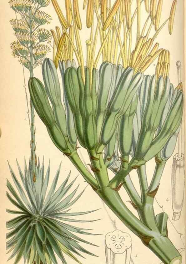 Reproducción/Reproduction 35107045992: Curtis's botanical magazine.. London ; New York [etc.] :Academic Press [etc.]