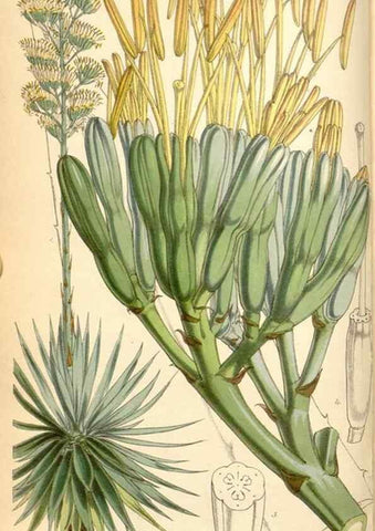 Reproducción/Reproduction 35107045992: Curtis's botanical magazine.. London ; New York [etc.] :Academic Press [etc.]
