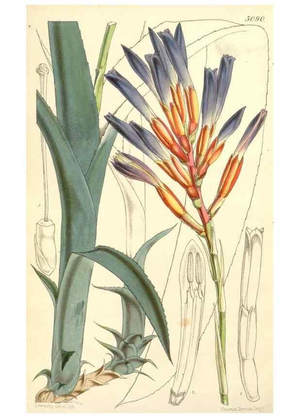 Reproducción/Reproduction 34429514634: Curtis's botanical magazine.. London ; New York [etc.] :Academic Press [etc.]