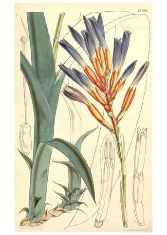 Reproducción/Reproduction 34429514634: Curtis's botanical magazine.. London ; New York [etc.] :Academic Press [etc.]