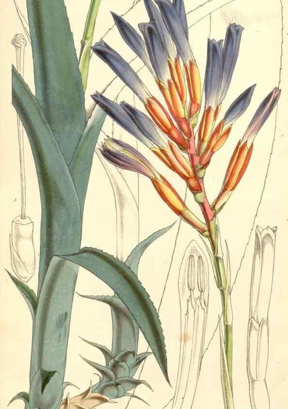 Reproducción/Reproduction 34429514634: Curtis's botanical magazine.. London ; New York [etc.] :Academic Press [etc.]