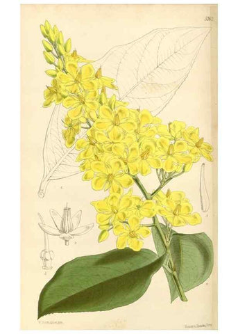 Reproducción/Reproduction 35273957805: Curtis's botanical magazine.. London ; New York [etc.] :Academic Press [etc.]