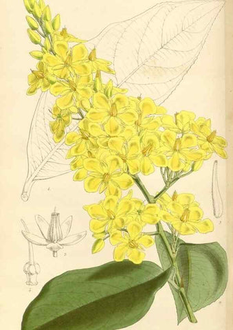 Reproducción/Reproduction 35273957805: Curtis's botanical magazine.. London ; New York [etc.] :Academic Press [etc.]