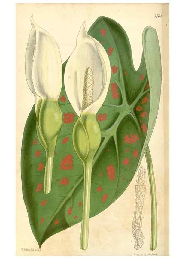 Reproducción/Reproduction 34429931474: Curtis's botanical magazine.. London ; New York [etc.] :Academic Press [etc.]