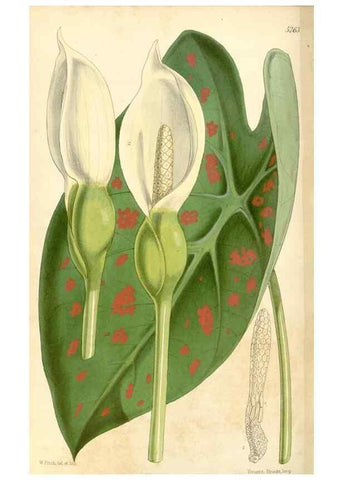 Reproducción/Reproduction 34429931474: Curtis's botanical magazine.. London ; New York [etc.] :Academic Press [etc.]
