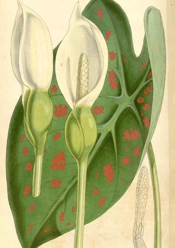 Reproducción/Reproduction 34429931474: Curtis's botanical magazine.. London ; New York [etc.] :Academic Press [etc.]