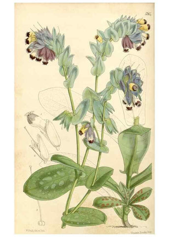 Reproducción/Reproduction 35143619831: Curtis's botanical magazine.. London ; New York [etc.] :Academic Press [etc.]