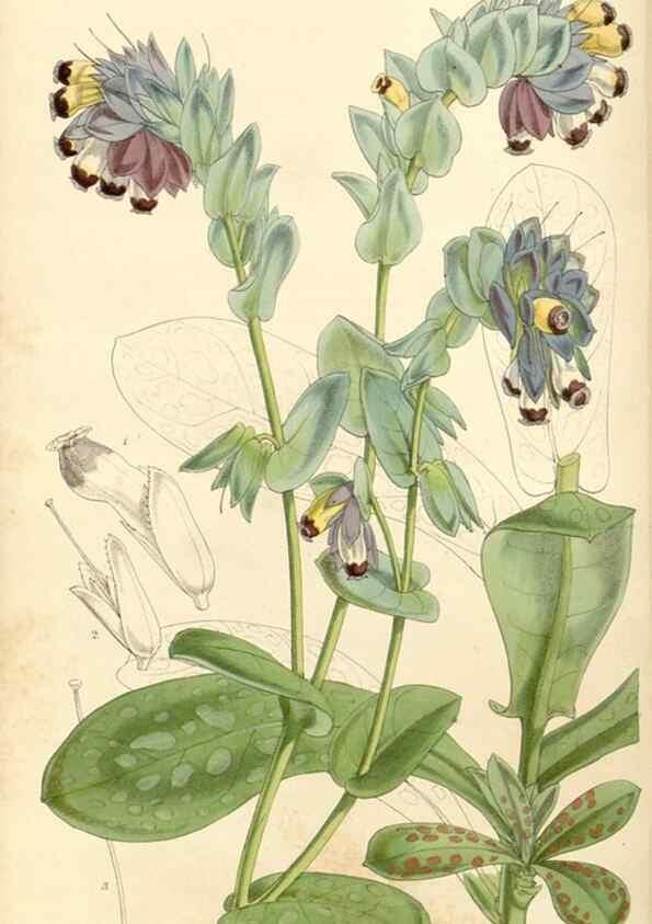 Reproducción/Reproduction 35143619831: Curtis's botanical magazine.. London ; New York [etc.] :Academic Press [etc.]