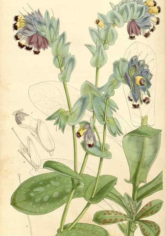 Reproducción/Reproduction 35143619831: Curtis's botanical magazine.. London ; New York [etc.] :Academic Press [etc.]