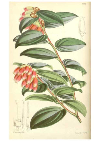 Reproducción/Reproduction 34887002910: Curtis's botanical magazine.. London ; New York [etc.] :Academic Press [etc.]