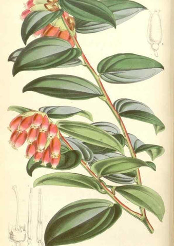 Reproducción/Reproduction 34887002910: Curtis's botanical magazine.. London ; New York [etc.] :Academic Press [etc.]