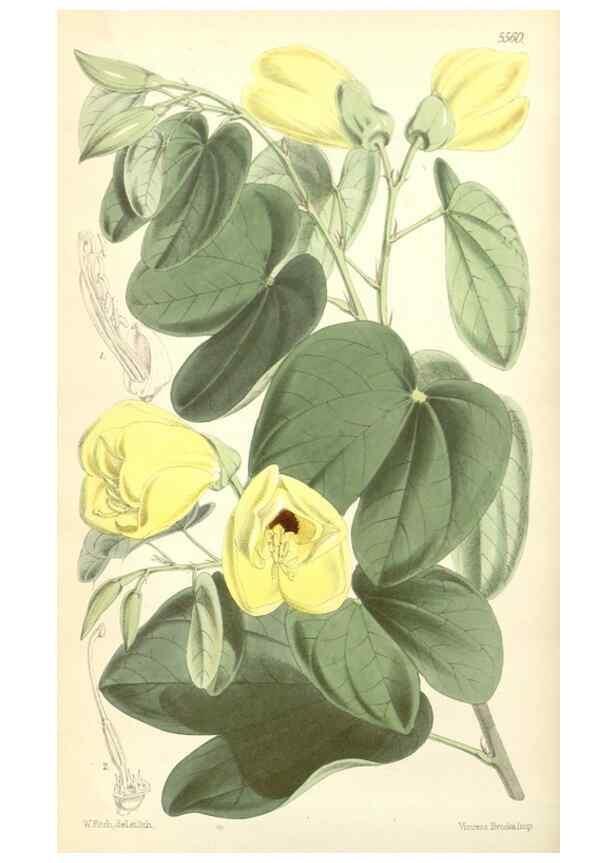Reproducción/Reproduction 34887005990: Curtis's botanical magazine.. London ; New York [etc.] :Academic Press [etc.]