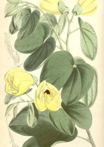 Reproducción/Reproduction 34887005990: Curtis's botanical magazine.. London ; New York [etc.] :Academic Press [etc.]