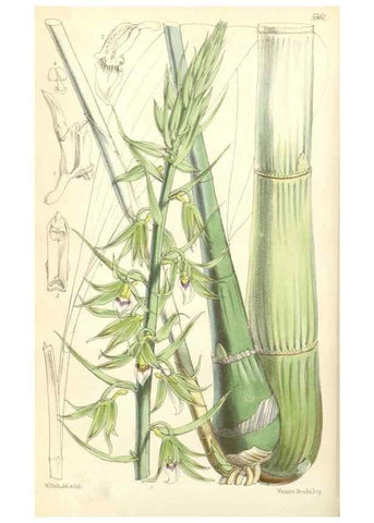 Reproducción/Reproduction 35274474275: Curtis's botanical magazine.. London ; New York [etc.] :Academic Press [etc.]