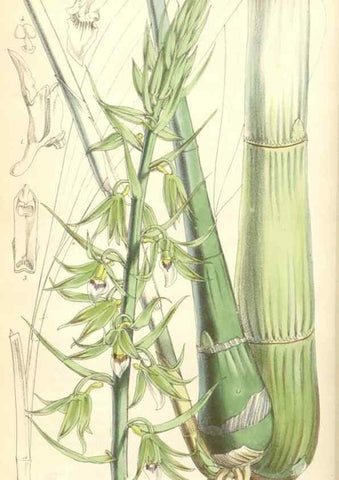 Reproducción/Reproduction 35274474275: Curtis's botanical magazine.. London ; New York [etc.] :Academic Press [etc.]